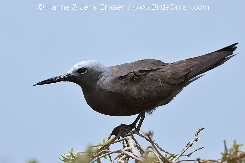 Lesser Noddy - Jens Eriksen