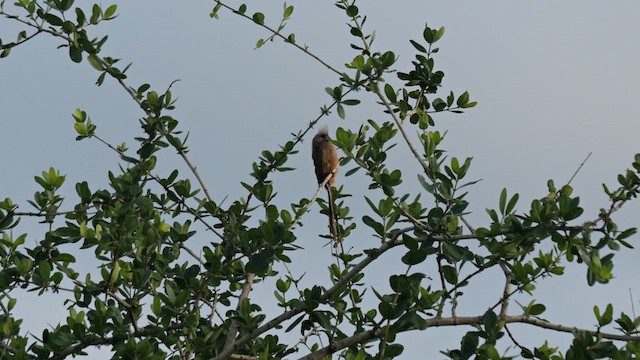 Speckled Mousebird - ML633585509