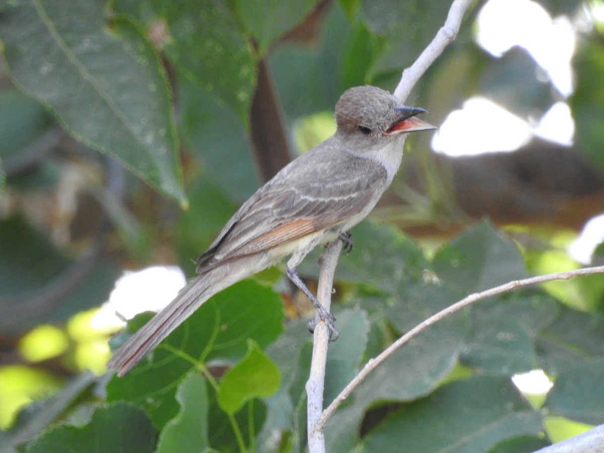 Ash-throated Flycatcher - Karen McClure