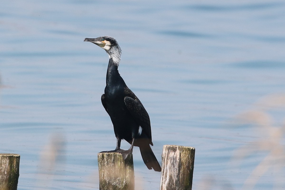 Great Cormorant (Eurasian) - ML633585670