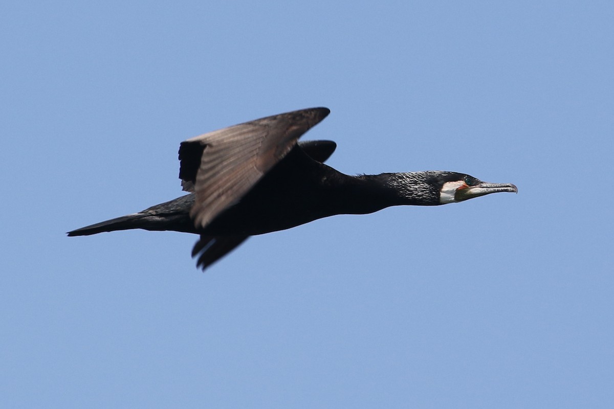 Great Cormorant (Eurasian) - ML633585671