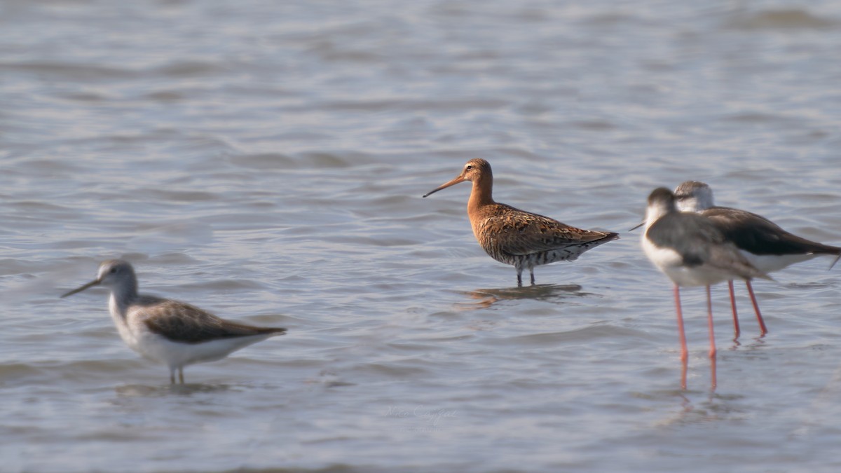 Black-tailed Godwit - ML633585685