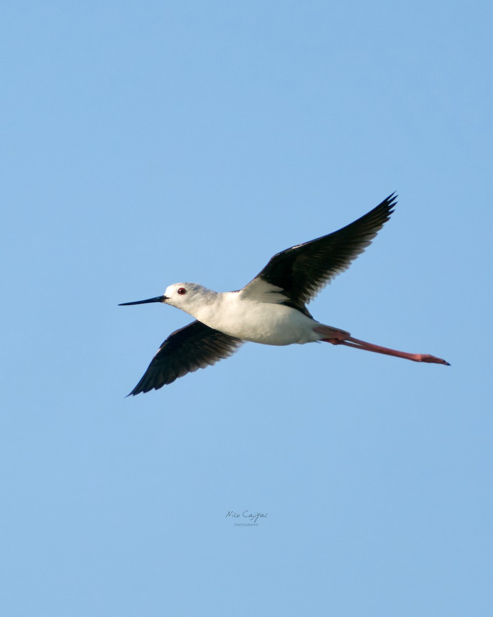 Black-winged Stilt - ML633585697