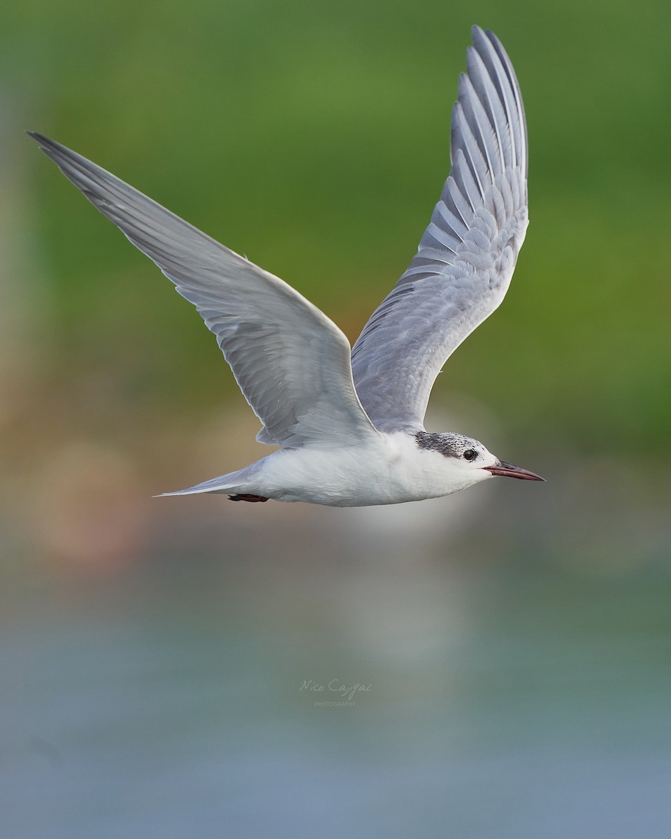 Whiskered Tern - ML633585702