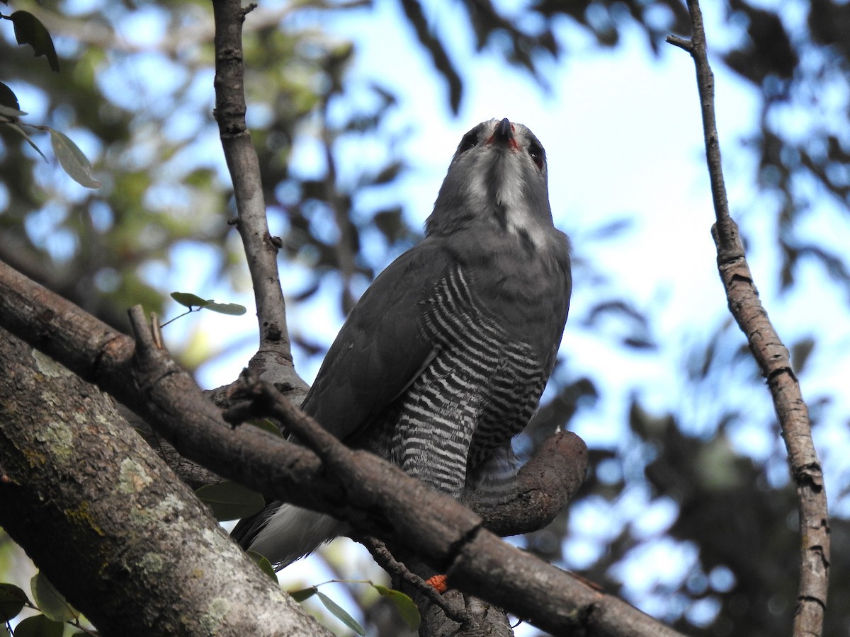 Lizard Buzzard - ML633585900