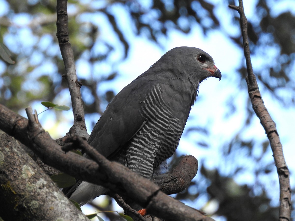 Lizard Buzzard - ML633585901