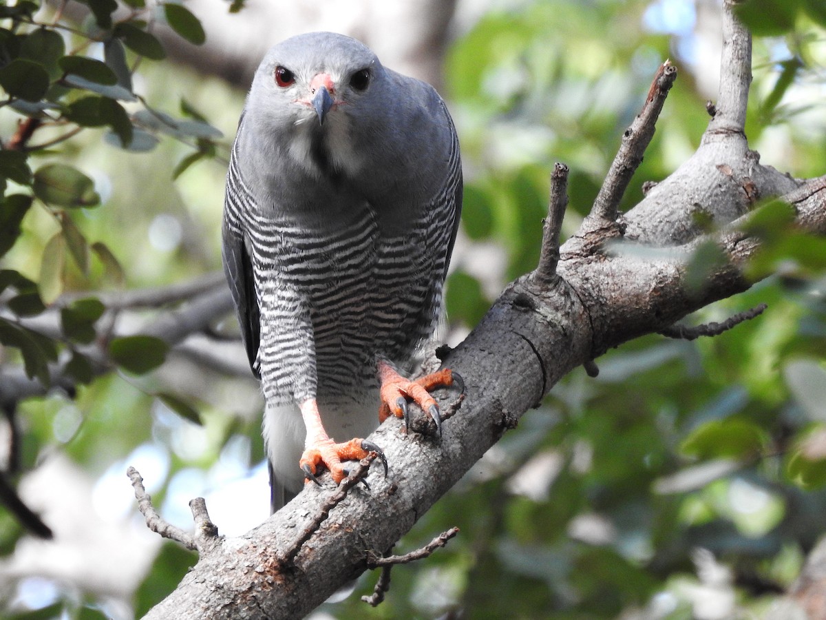 Lizard Buzzard - ML633585902