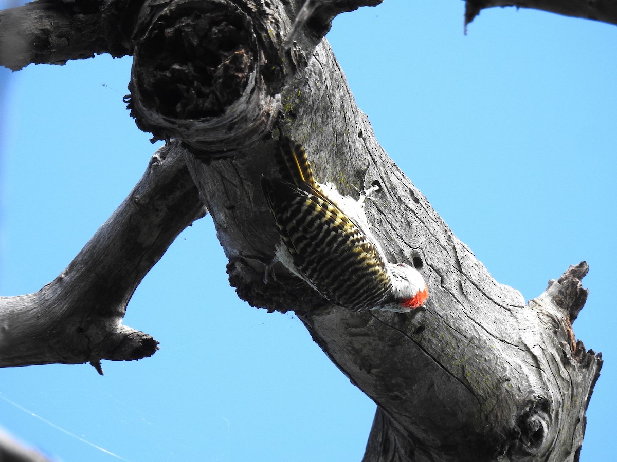 Cardinal Woodpecker - ML633585908
