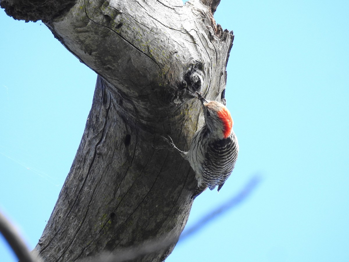 Cardinal Woodpecker - ML633585910