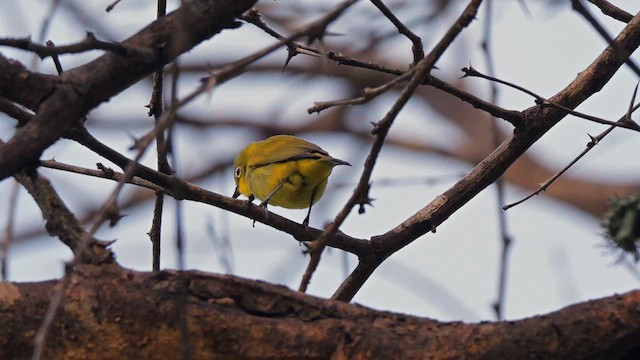 Southern Yellow White-eye - ML633585920