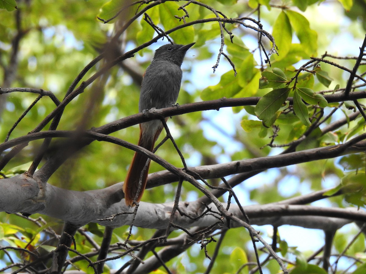 African Paradise-Flycatcher - ML633585921