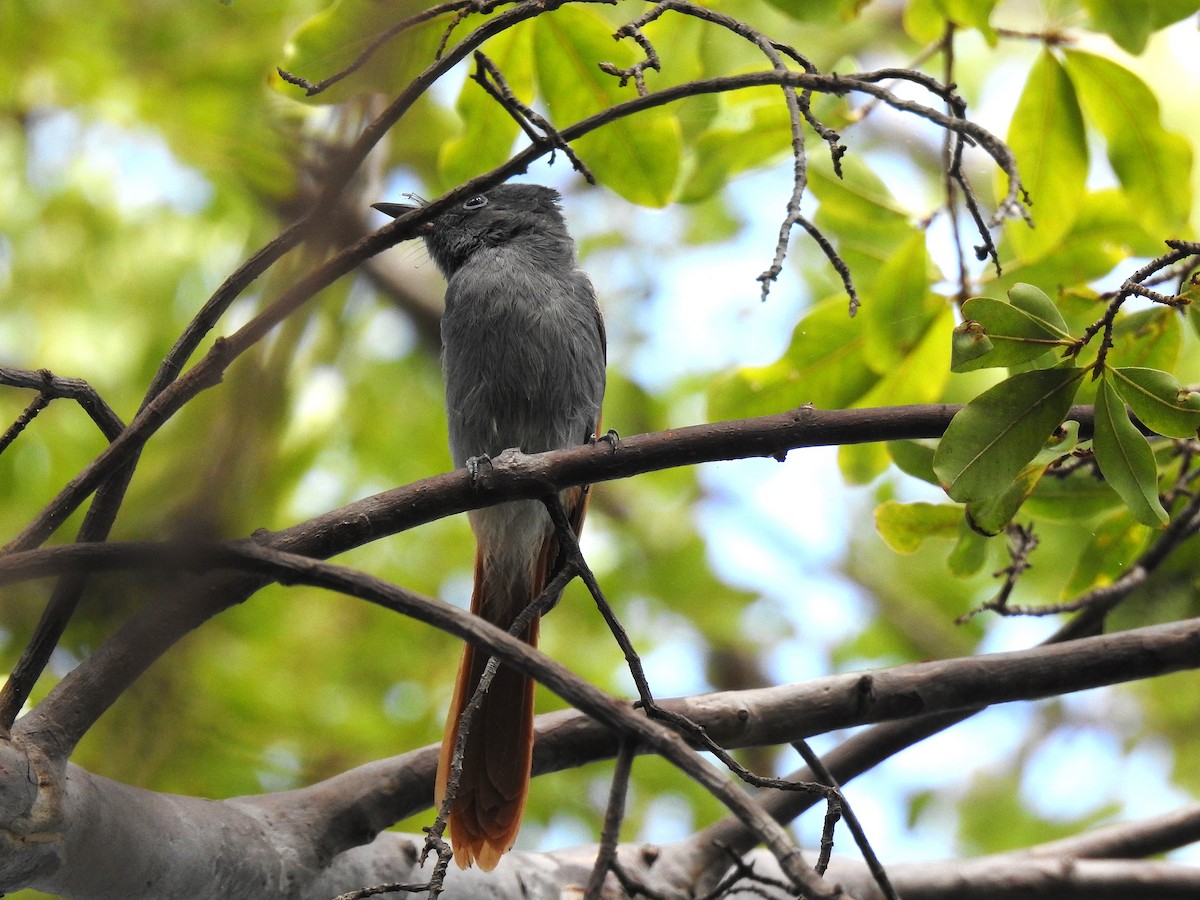 African Paradise-Flycatcher - ML633585922