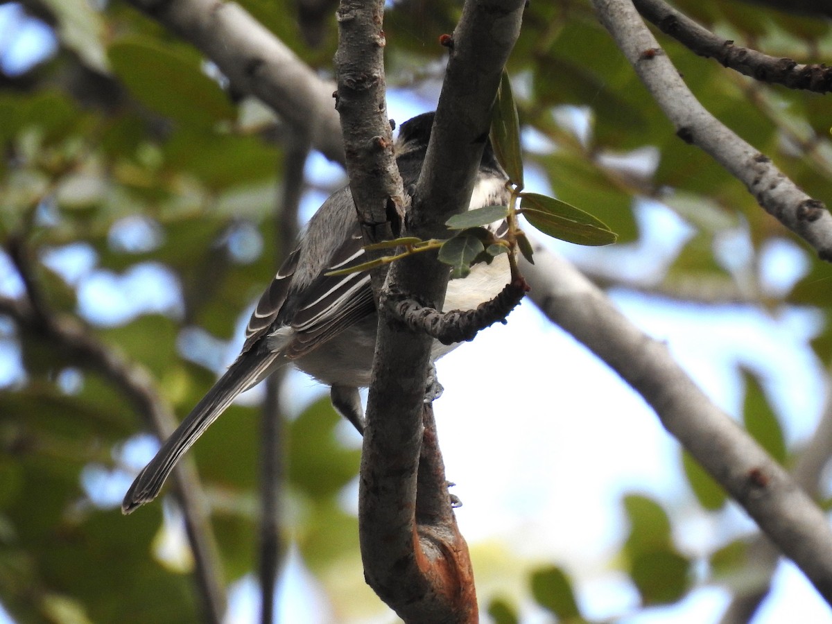 Black-backed Puffback - ML633585924