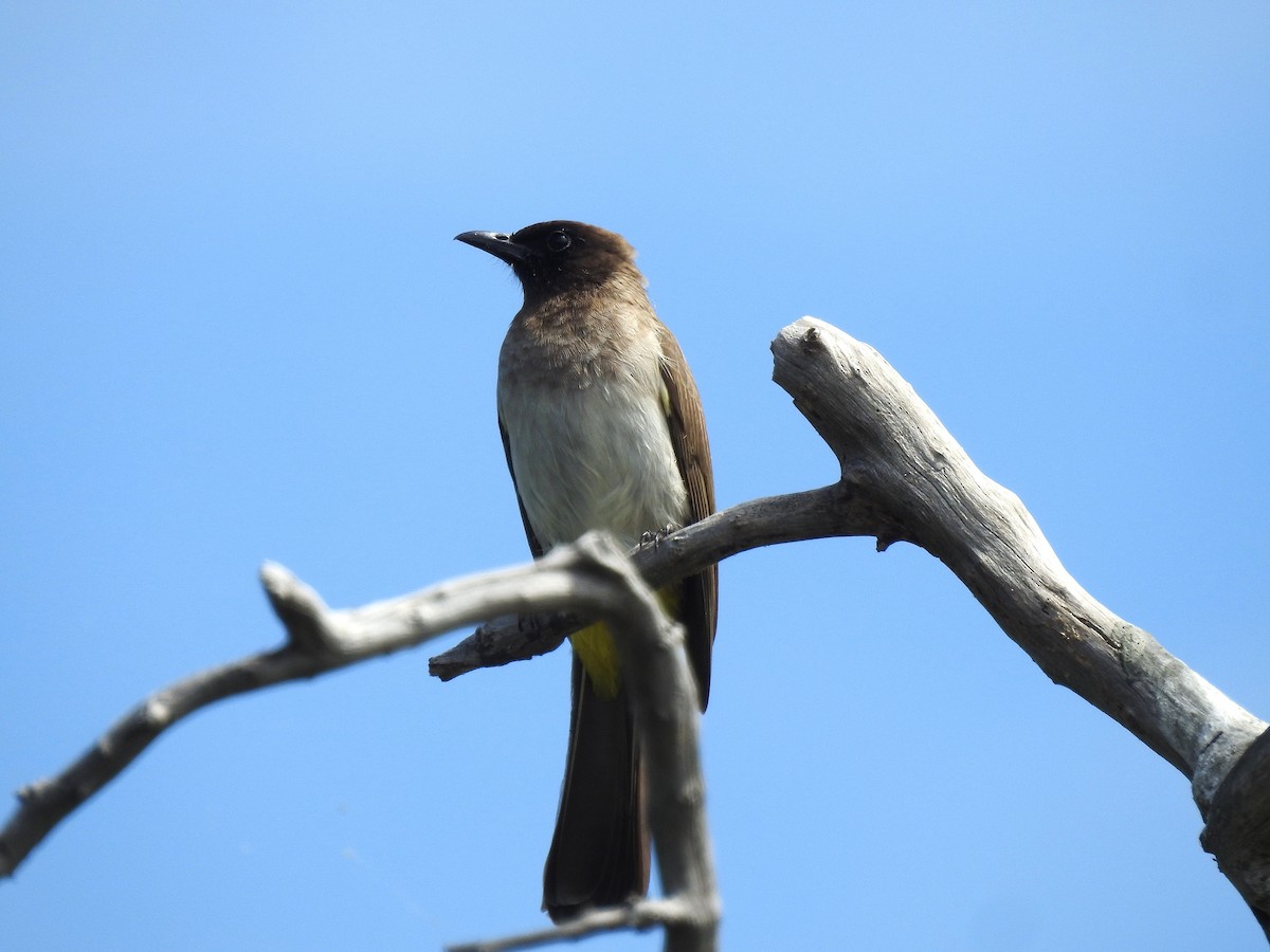 Common Bulbul - ML633585926
