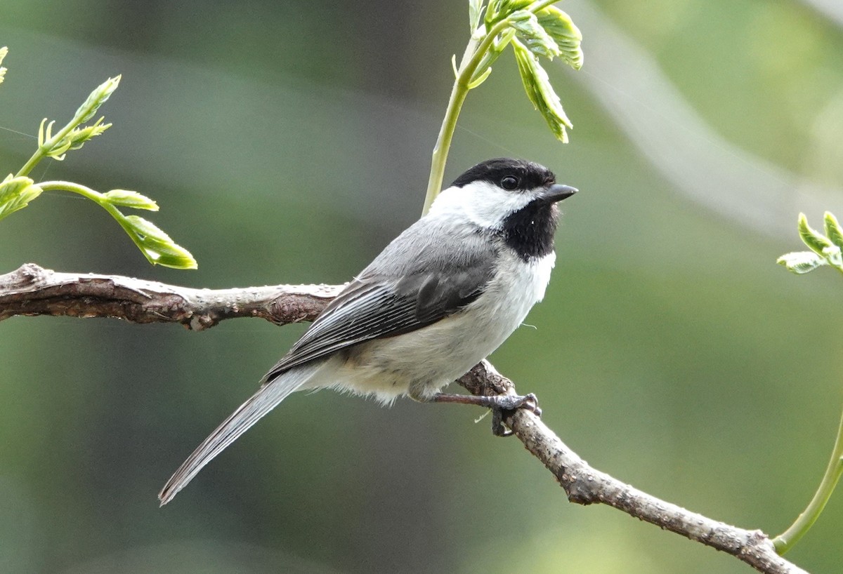 Carolina Chickadee - ML633585969