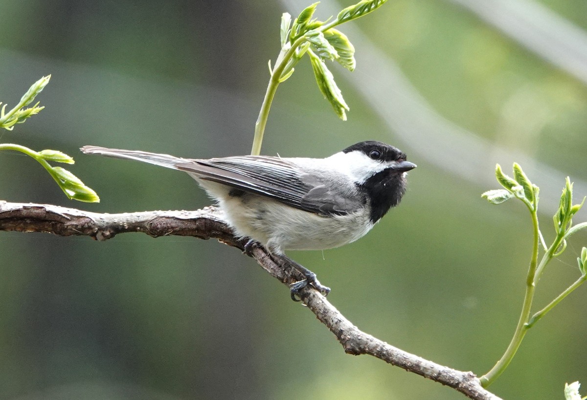 Carolina Chickadee - ML633585972