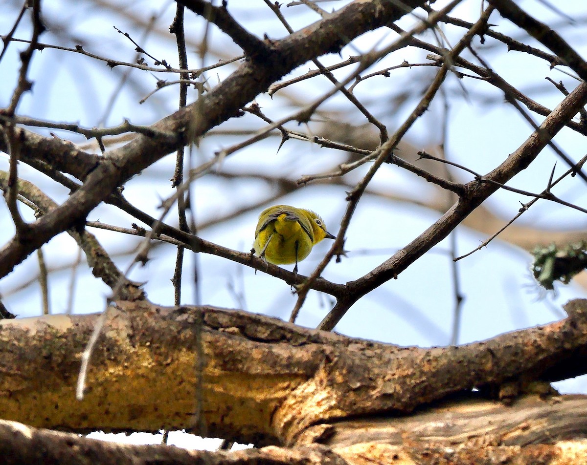 Southern Yellow White-eye - ML633585987