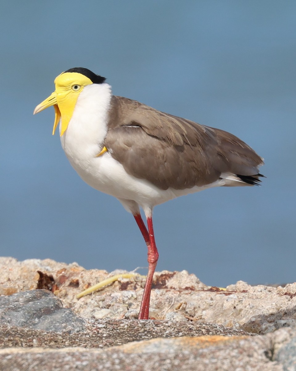 Masked Lapwing - ML633586067
