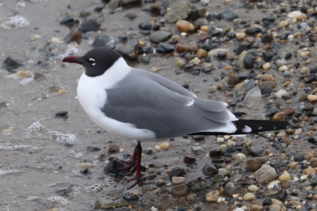 Laughing Gull - ML633586095
