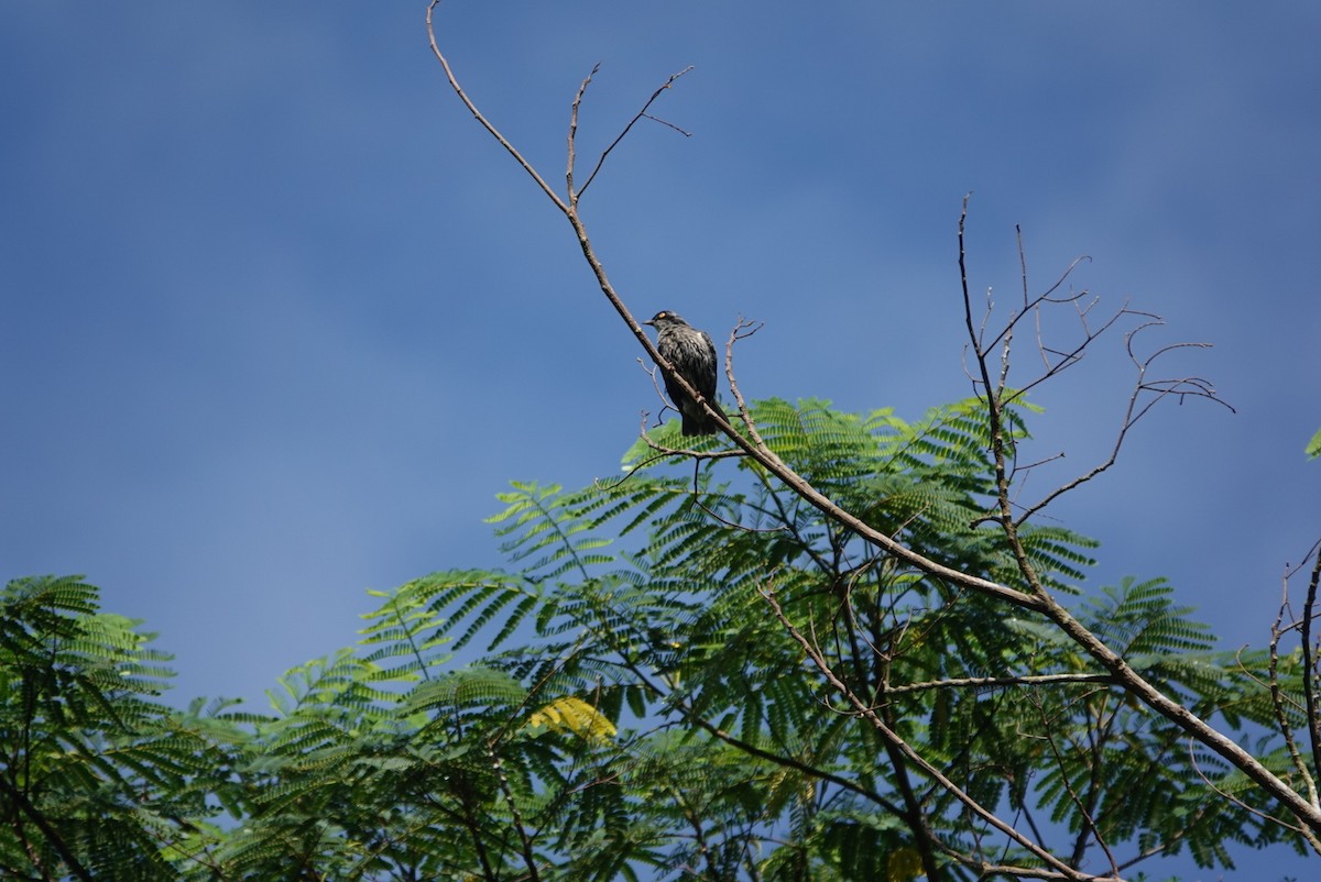 Polynesian Starling - ML633586130