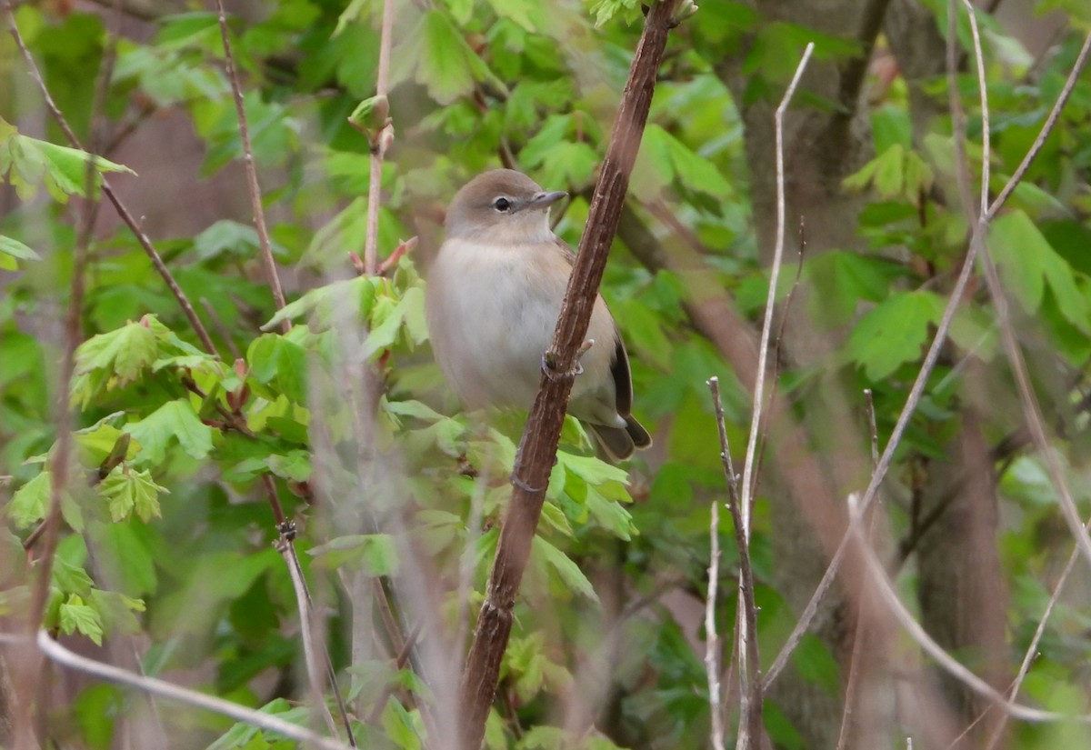Garden Warbler - ML633586438