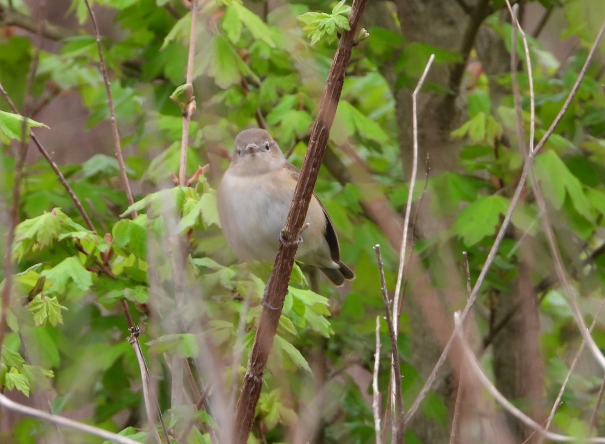 Garden Warbler - ML633586439