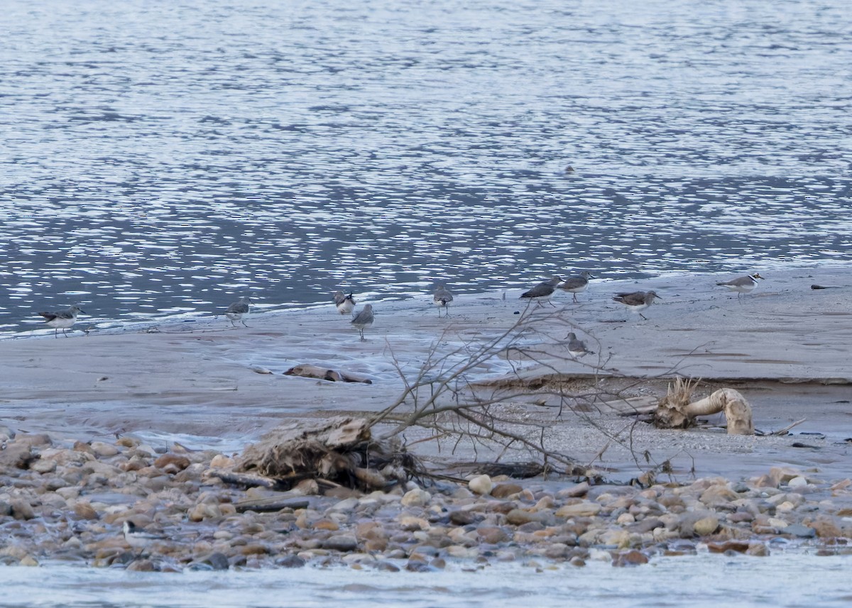 Temminckstrandläufer - ML633586676