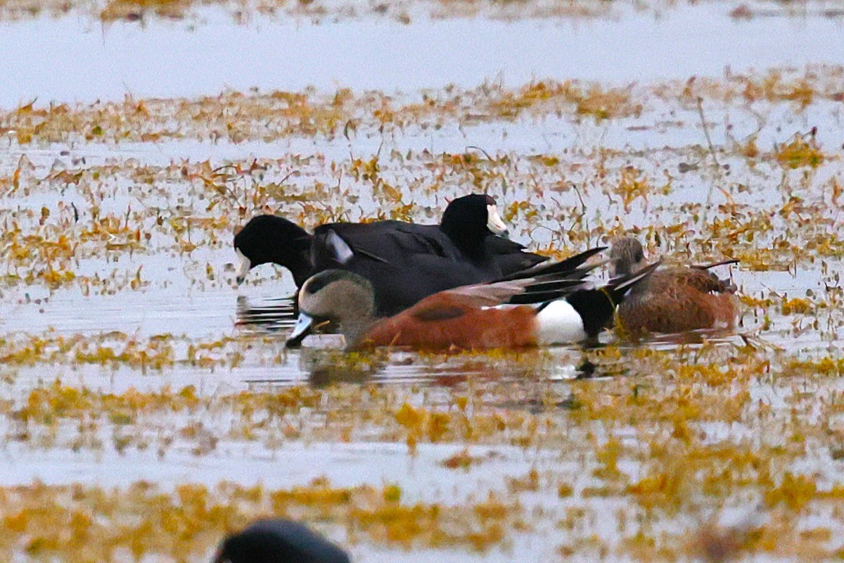 American Wigeon - ML633586710