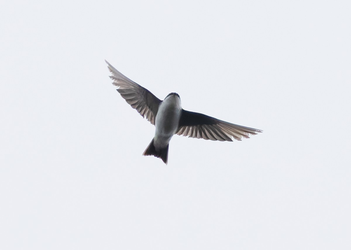 Siberian House-Martin - ML633586742