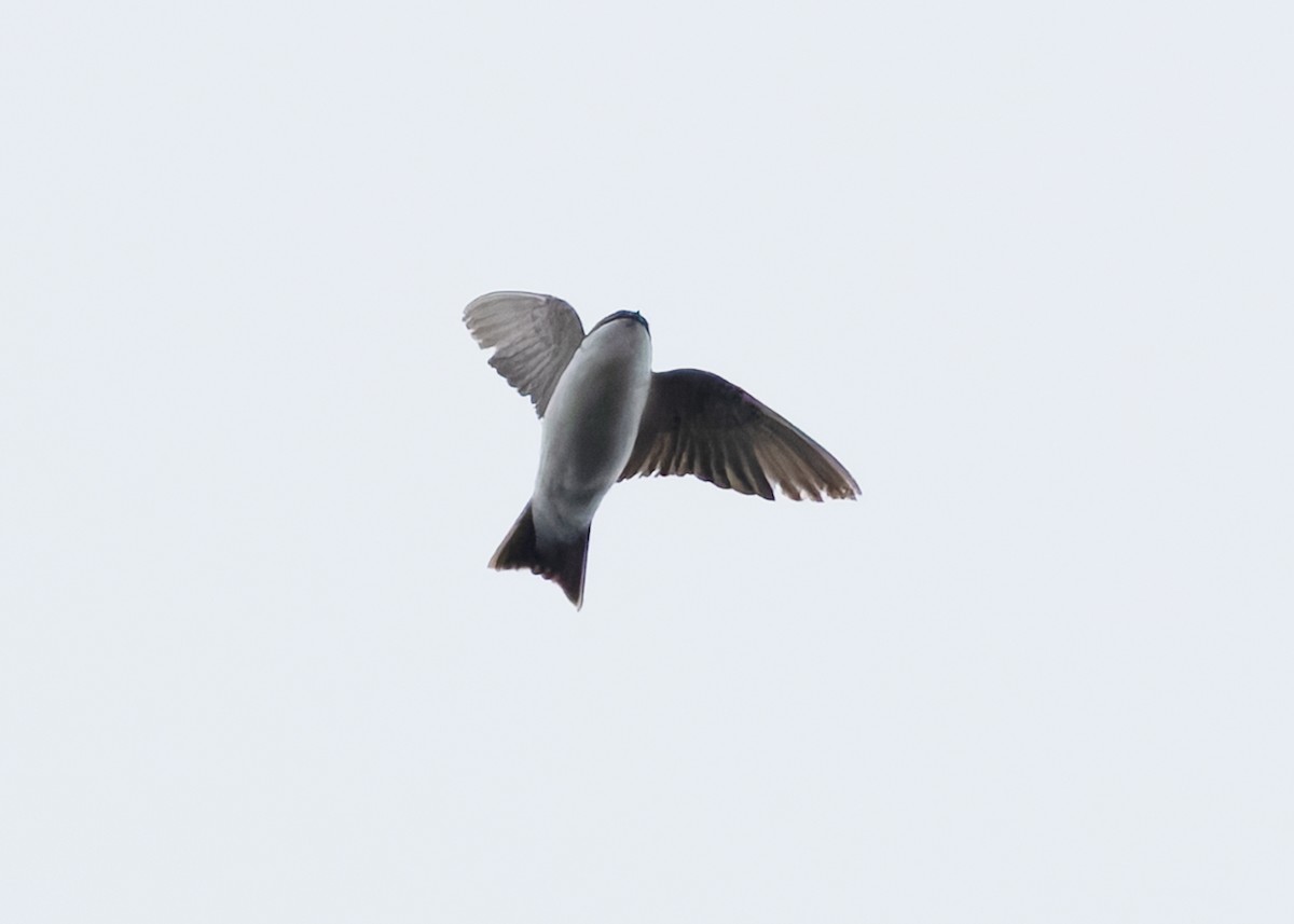 Siberian House-Martin - ML633586743