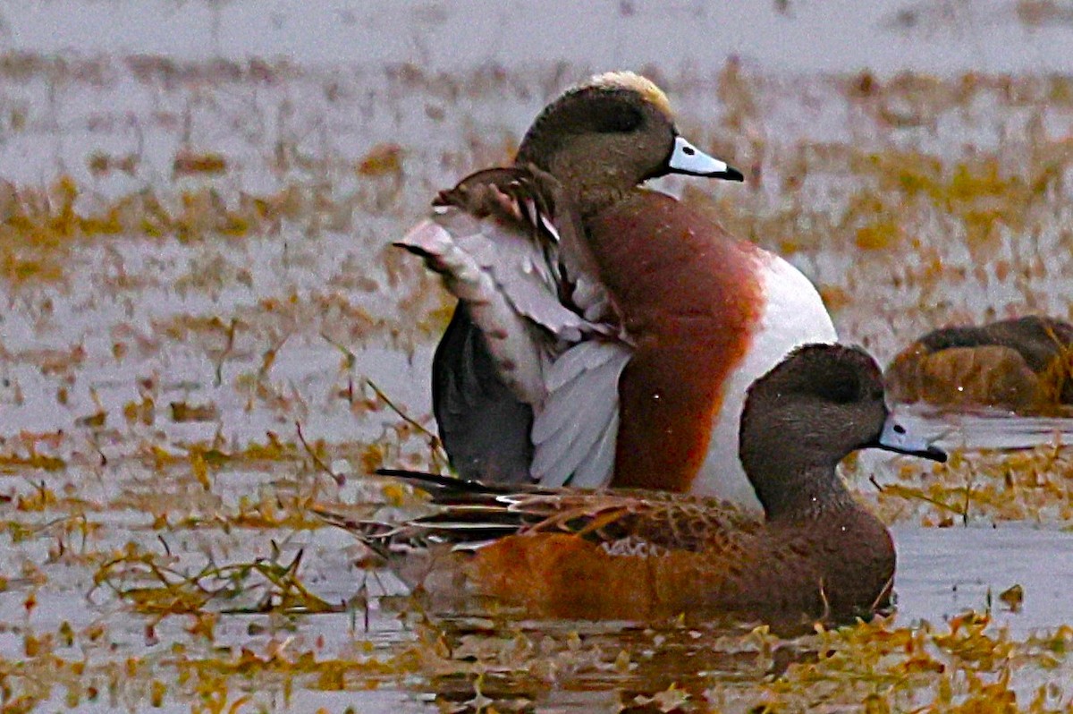 American Wigeon - ML633586752