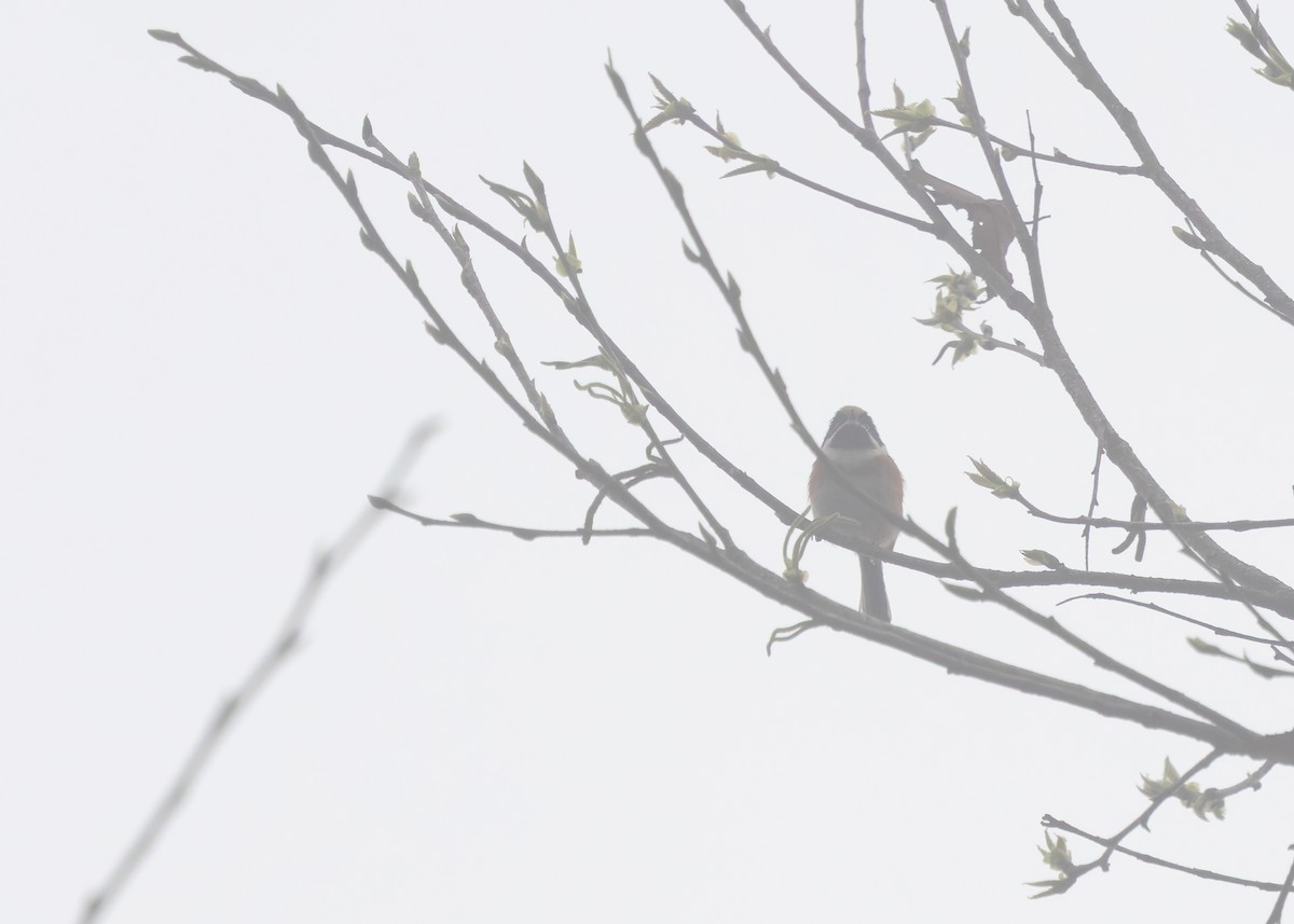 Black-throated Tit (Black-throated) - ML633586784