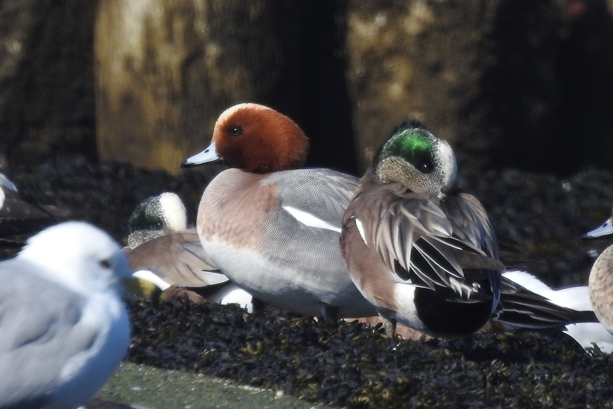 Зээрд нугас - ML633586790