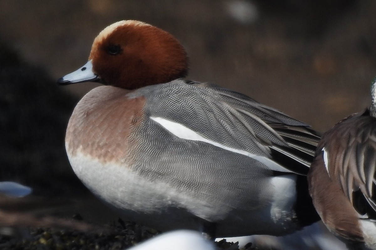 Зээрд нугас - ML633586791