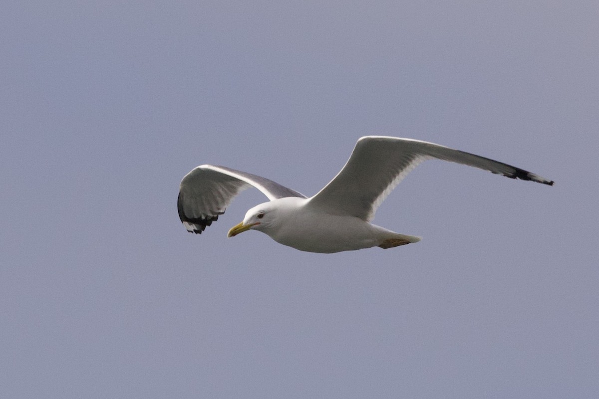 Caspian Gull - ML633586849