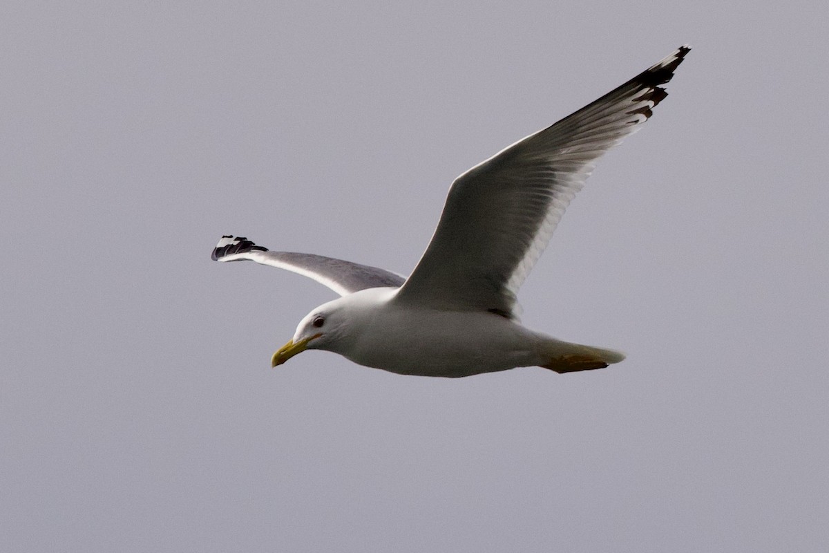 Caspian Gull - ML633586850