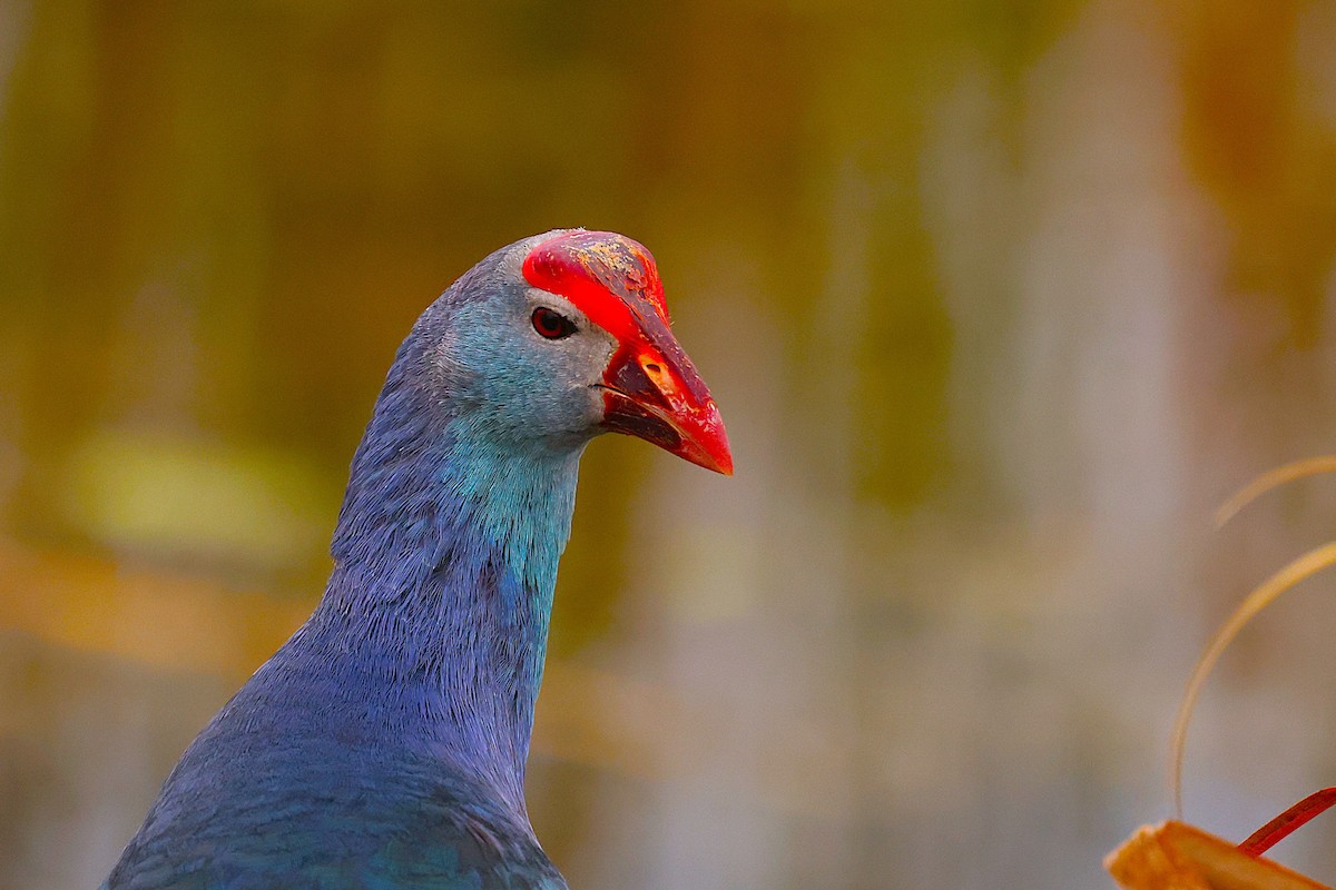 Gray-headed Swamphen - ML633586875
