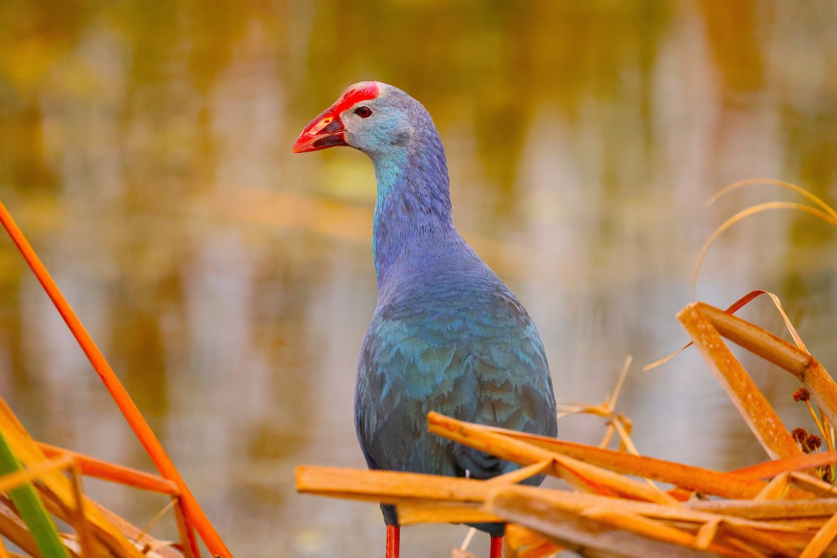 Gray-headed Swamphen - ML633586876