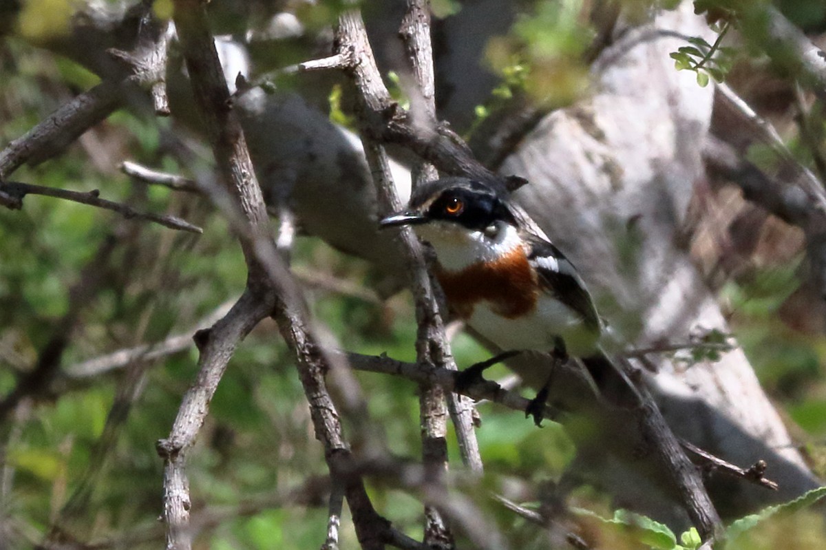 Pygmy Batis - ML633586907