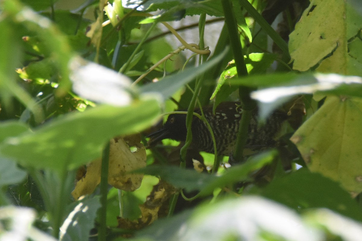 Prinia rayée (melanops/obscura) - ML633586944