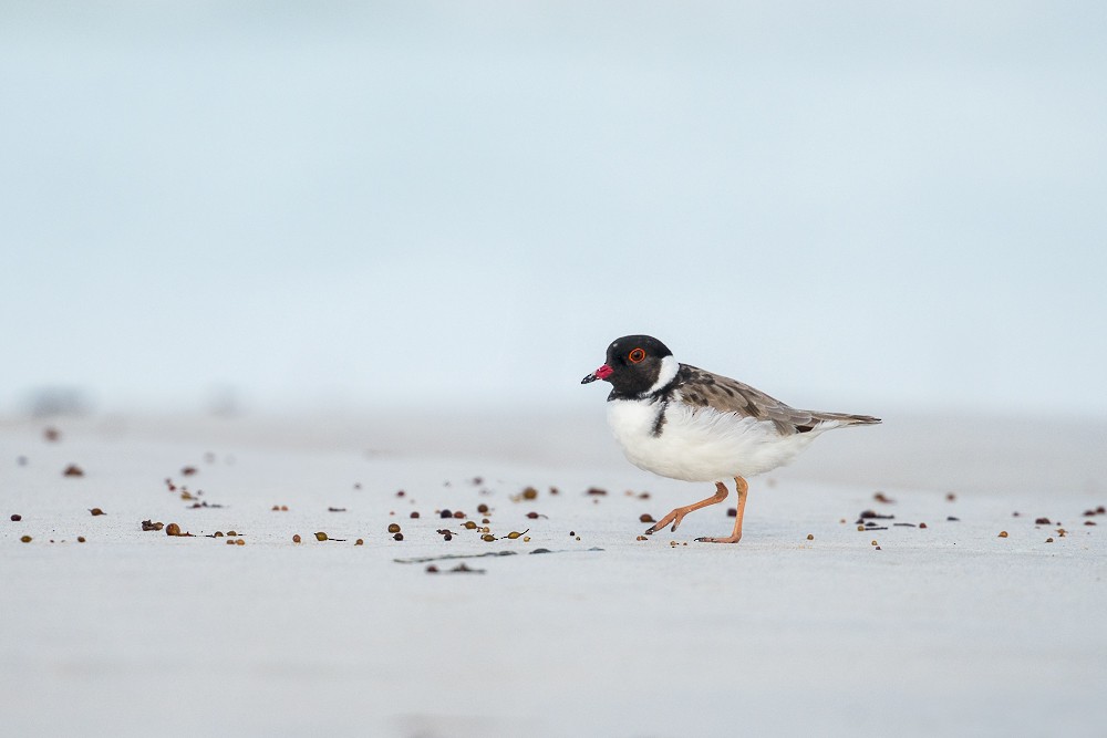 Hooded Plover - ML633587033