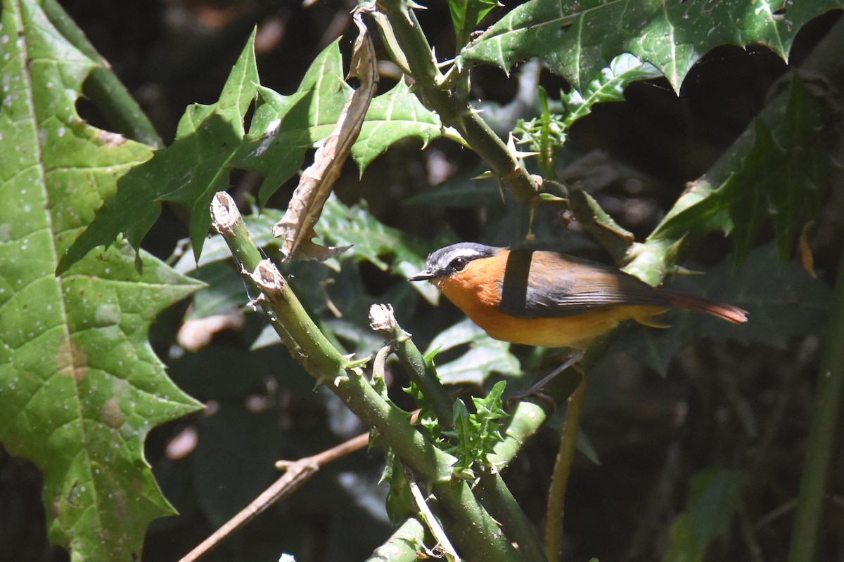Gray-winged Robin-Chat - ML633587073