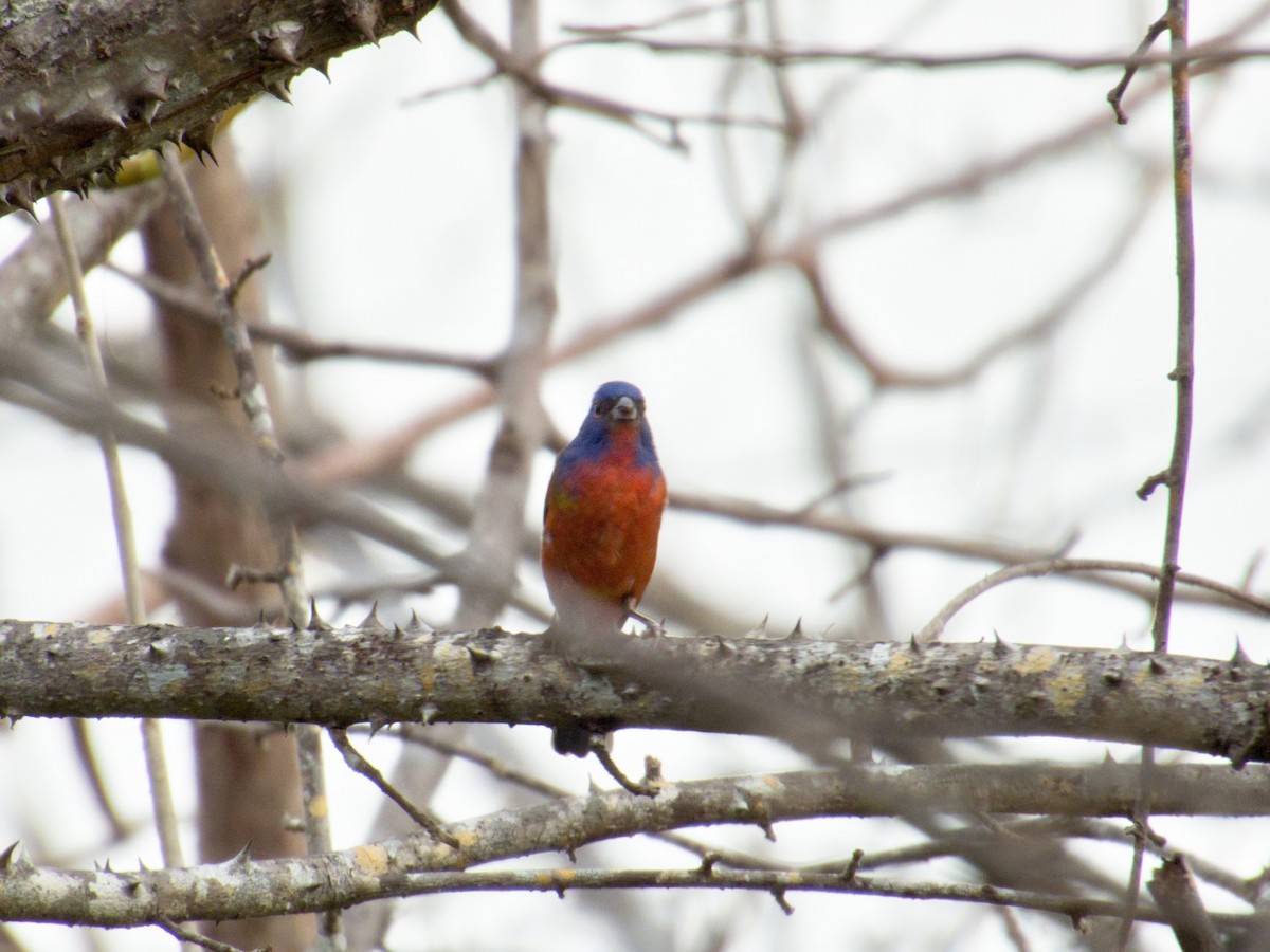 Painted Bunting - ML633587094