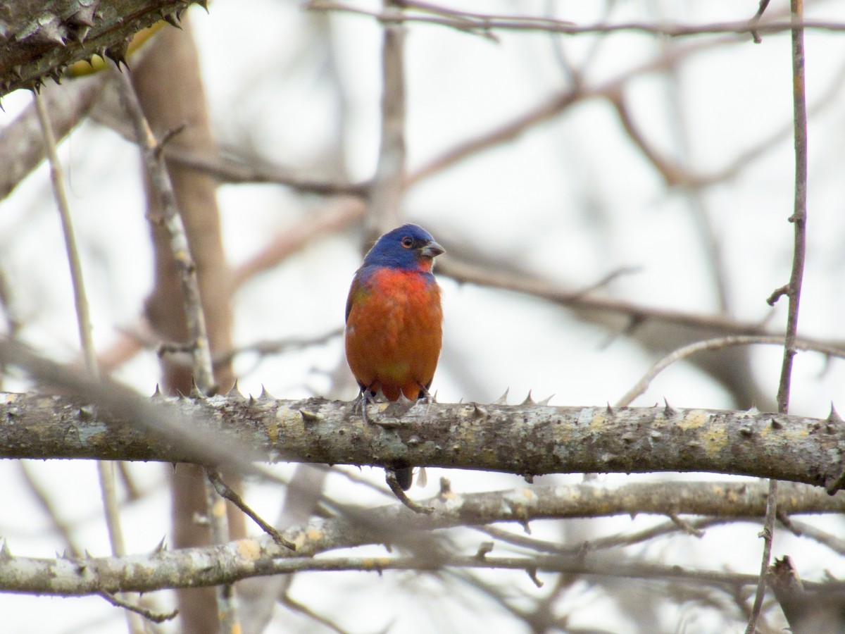 Painted Bunting - ML633587095