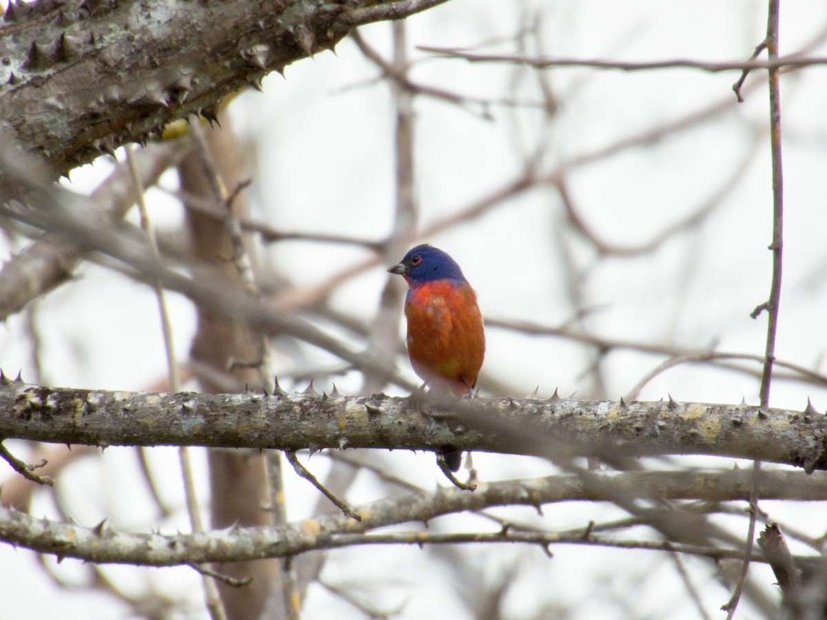 Painted Bunting - ML633587096