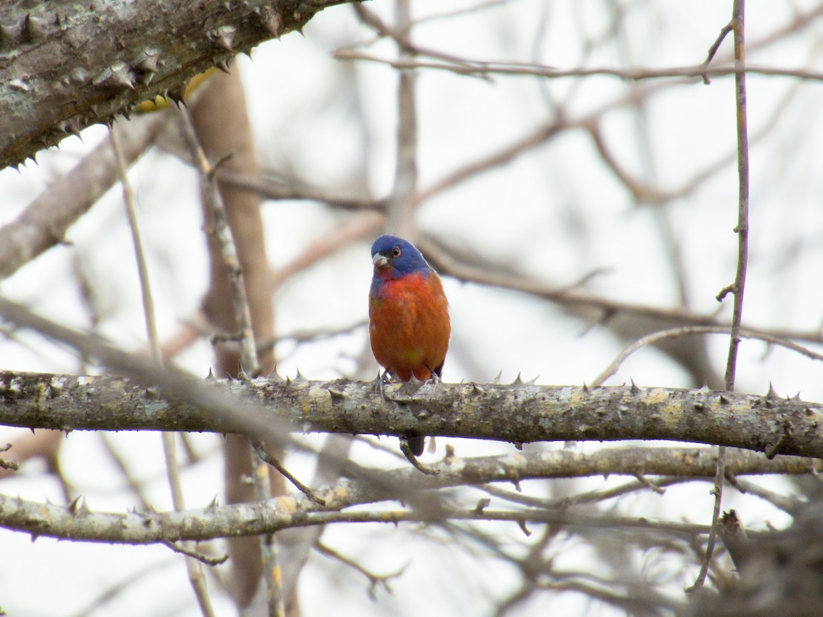 Painted Bunting - ML633587097