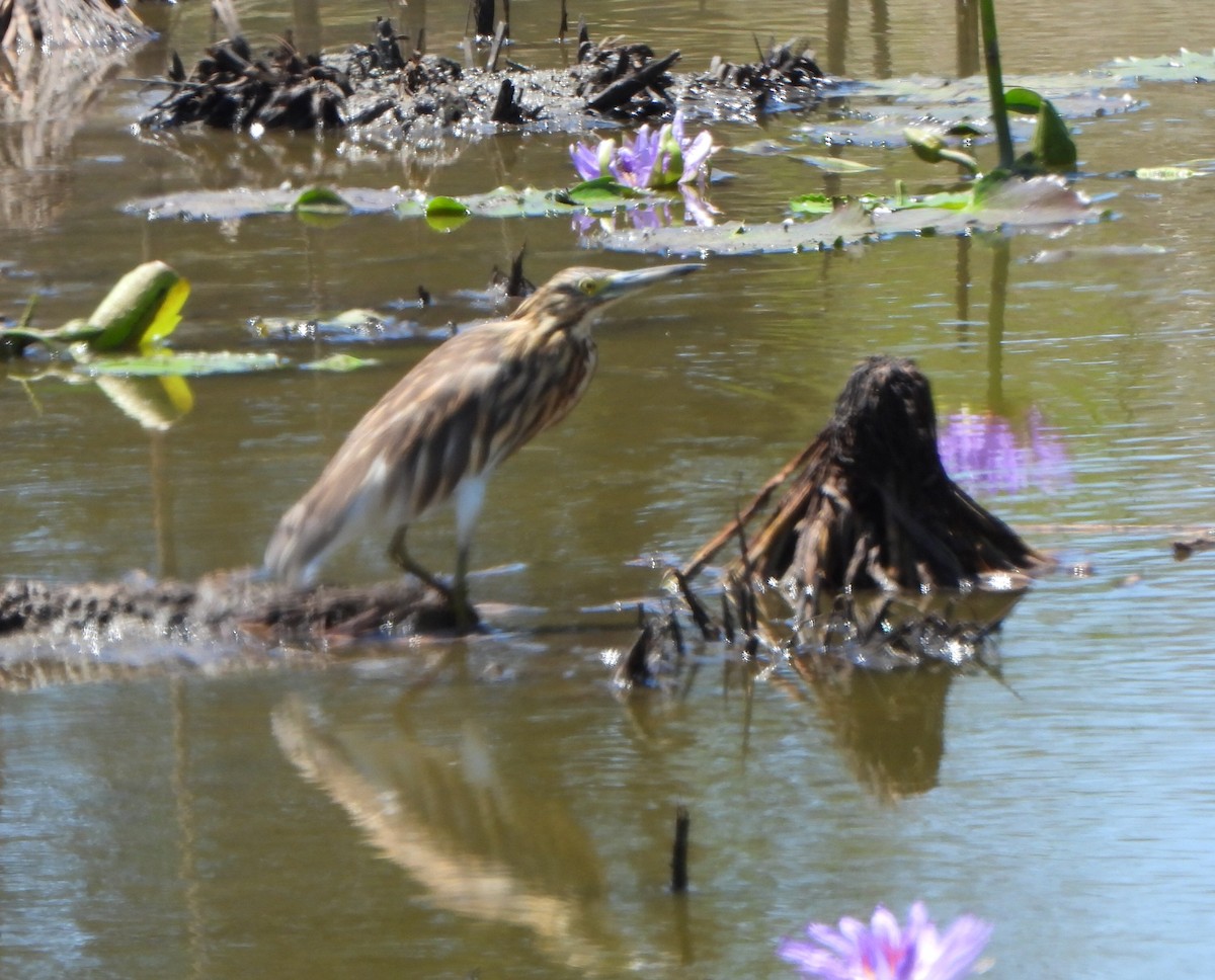 Malagasy Pond-Heron - ML633587169