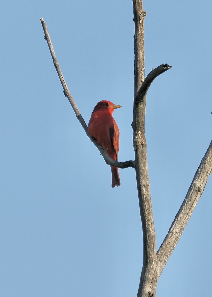 Summer Tanager - ML633587266
