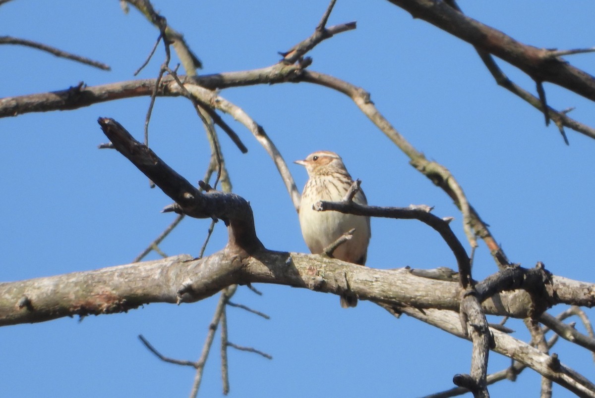 Wood Lark - ML633587294