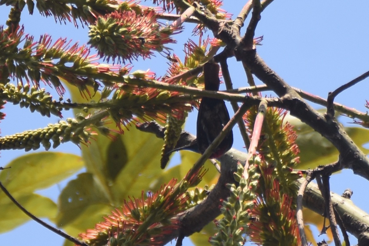 Scarlet-chested Sunbird - ML633587326